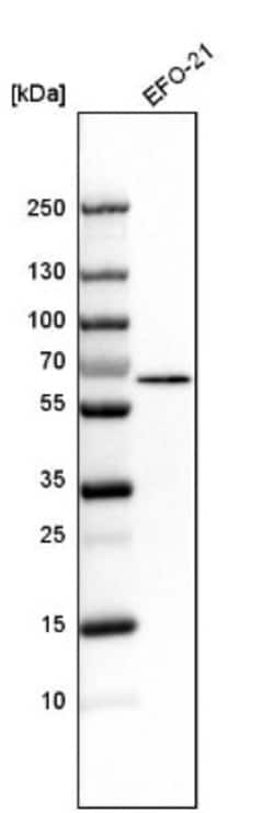 SLCO2A1 Antibody, Novus Biologicals 0.1mL; Unlabeled:Antibodies, Polyclonal