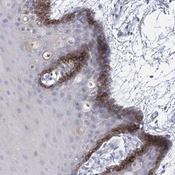 SLCO4A1 Antibody, Novus Biologicals:Antibodies:Primary Antibodies