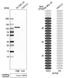 SLFN5 Antibody, Novus Biologicals 25 &mu;L; Unlabeled:Antibodies, Polyclonal