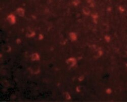 SLITRK6 Antibody - BSA Free, Novus Biologicals 0.1 mg | Buy Online | Novus Biologicals | Fisher Scientific