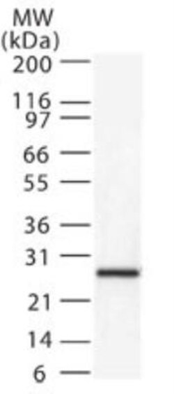 SMAC/Diablo Antibody, Novus Biologicals 0.025 mg | Buy Online | Novus Biologicals | Fisher Scientific