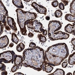 SMAGP Antibody, Novus Biologicals:Antibodies:Primary Antibodies