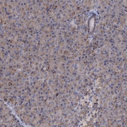 SMAGP Antibody, Novus Biologicals:Antibodies:Primary Antibodies