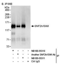 SMARCA5/SNF2H Antibody, Novus Biologicals 0.1mL; Unlabeled:Antibodies,