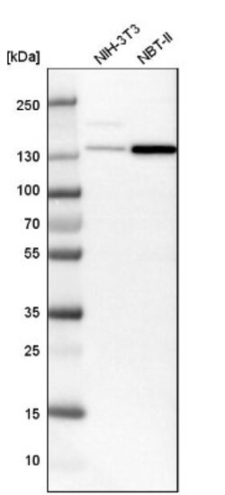 SMARCA5/SNF2H Antibody, Novus Biologicals 25 &mu;L; Unlabeled:Antibodies,