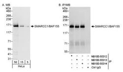 SMARCC1 Antibody, Novus Biologicals 0.1mL; Unlabeled:Antibodies, Polyclonal