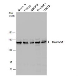 SMARCC1 Antibody, Novus Biologicals 0.1mL; Unlabeled:Antibodies, Polyclonal