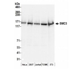 SMC3 Antibody, Novus Biologicals 0.1mL; Unlabeled:Antibodies, Polyclonal