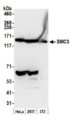 SMC3 Antibody, Novus Biologicals 0.1mL; Unlabeled:Antibodies, Polyclonal