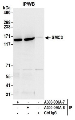 SMC3 Antibody, Novus Biologicals 0.1mL; Unlabeled:Antibodies, Polyclonal