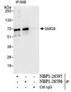 SMG9 Antibody, Novus Biologicals 0.1mg; Unlabeled:Antibodies, Polyclonal