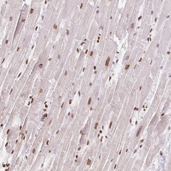 SMIM12 Antibody, Novus Biologicals 0.1mL; Unlabeled:Antibodies, Polyclonal