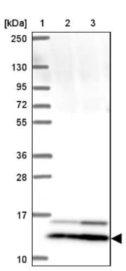 SMIM12 Antibody, Novus Biologicals 0.1mL; Unlabeled:Antibodies, Polyclonal