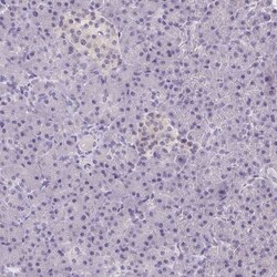 SMIM13 Antibody, Novus Biologicals 25 &mu;L, Unlabeled:Antibodies, Polyclonal