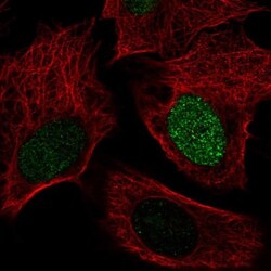 SMIM6 Antibody, Novus Biologicals 0.1mL; Unlabeled:Antibodies, Polyclonal