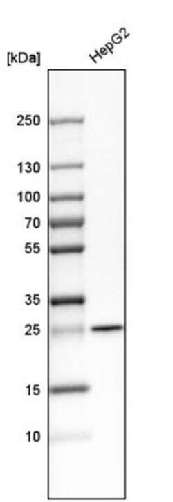 SNAP23 Antibody, Novus Biologicals:Antibodies:Primary Antibodies