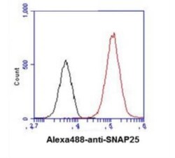 SNAP25 Antibody (4E11) - BSA Free, Novus Biologicals 0.1mL; Unlabeled:Antibodies,