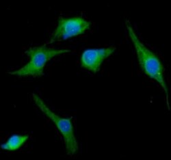 SNAP25 Antibody (4E11) - BSA Free, Novus Biologicals 0.1mL; Unlabeled:Antibodies,
