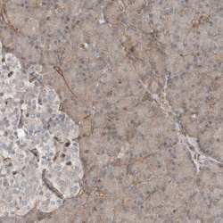 SNAP47 Antibody, Novus Biologicals 0.1mL; Unlabeled:Antibodies, Polyclonal