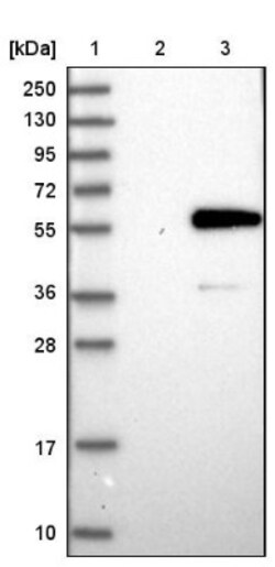 SNIP1 Antibody, Novus Biologicals 0.1mL; Unlabeled:Antibodies, Polyclonal