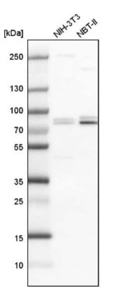 SNRK Antibody, Novus Biologicals:Antibodies:Primary Antibodies
