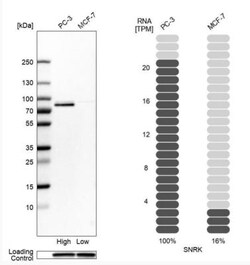 SNRK Antibody, Novus Biologicals:Antibodies:Primary Antibodies