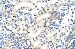 SNRP70 Antibody, Novus Biologicals 0.1mg; Unlabeled:Antibodies, Polyclonal