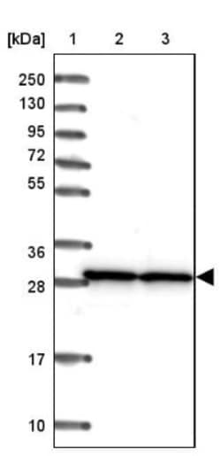 SNRPA1 Antibody, Novus Biologicals:Antibodies:Primary Antibodies