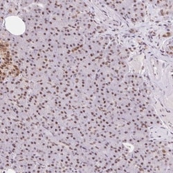 SNRPG Antibody, Novus Biologicals 25 &mu;L, Unlabeled:Antibodies, Polyclonal