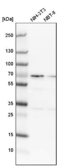 SNW1 Antibody, Novus Biologicals 0.1mL; Unlabeled:Antibodies, Polyclonal