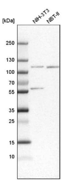 SNX14 Antibody, Novus Biologicals:Antibodies:Primary Antibodies