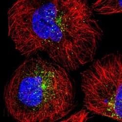 SNX17 Antibody, Novus Biologicals 0.1mL; Unlabeled:Antibodies, Polyclonal