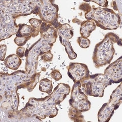 SNX17 Antibody, Novus Biologicals 0.1mL; Unlabeled:Antibodies, Polyclonal
