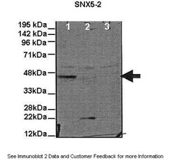 SNX5 Antibody, Novus Biologicals 0.05mg; Unlabeled:Antibodies, Polyclonal
