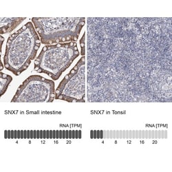 SNX7 Antibody, Novus Biologicals 25 &mu;L; Unlabeled:Antibodies, Polyclonal