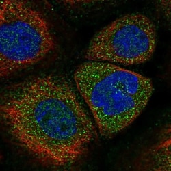 SOCS-5 Antibody, Novus Biologicals:Antibodies:Primary Antibodies