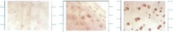 SOD3/EC-SOD Antibody (4GG11G6), Novus Biologicals 0.1 mg | Buy Online | Novus Biologicals | Fisher Scientific