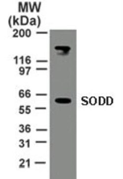 SODD/BAG4 Antibody, Novus Biologicals:Antibodies:Primary Antibodies