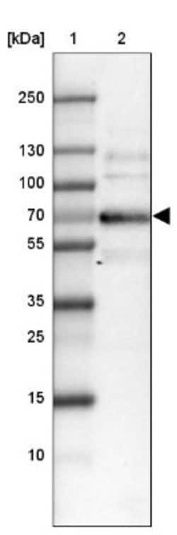 SORBS1 Antibody, Novus Biologicals 0.1mL; Unlabeled:Antibodies, Polyclonal