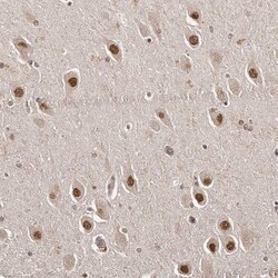 SOX4 Antibody, Novus Biologicals:Antibodies:Primary Antibodies