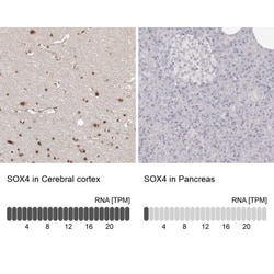SOX4 Antibody, Novus Biologicals:Antibodies:Primary Antibodies