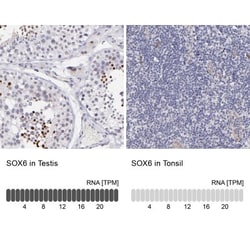 SOX6 Antibody, Novus Biologicals:Antibodies:Primary Antibodies
