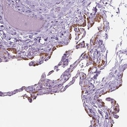 SP-D Antibody, Novus Biologicals 0.1mL; Unlabeled:Antibodies, Polyclonal