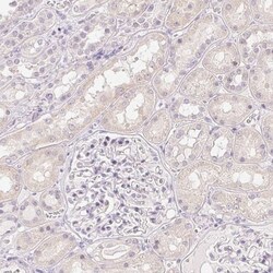 SP-D Antibody, Novus Biologicals 0.1mL; Unlabeled:Antibodies, Polyclonal