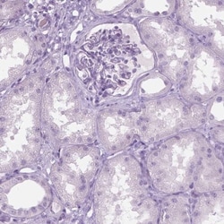 SP-D Antibody, Novus Biologicals 0.1mL; Unlabeled:Antibodies, Polyclonal