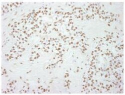 SP1 Antibody, Novus Biologicals 0.1mg; Unlabeled:Antibodies, Polyclonal