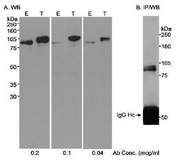 SP1 Antibody, Novus Biologicals 0.1mg; Unlabeled:Antibodies, Polyclonal