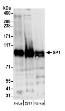 SP1 Antibody, Novus Biologicals 0.1mg; Unlabeled:Antibodies, Polyclonal