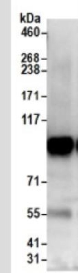 SP1 Antibody, Novus Biologicals 0.1mg; Unlabeled:Antibodies, Polyclonal