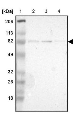 SP1 Antibody, Novus Biologicals 0.1mL; Unlabeled:Antibodies, Polyclonal